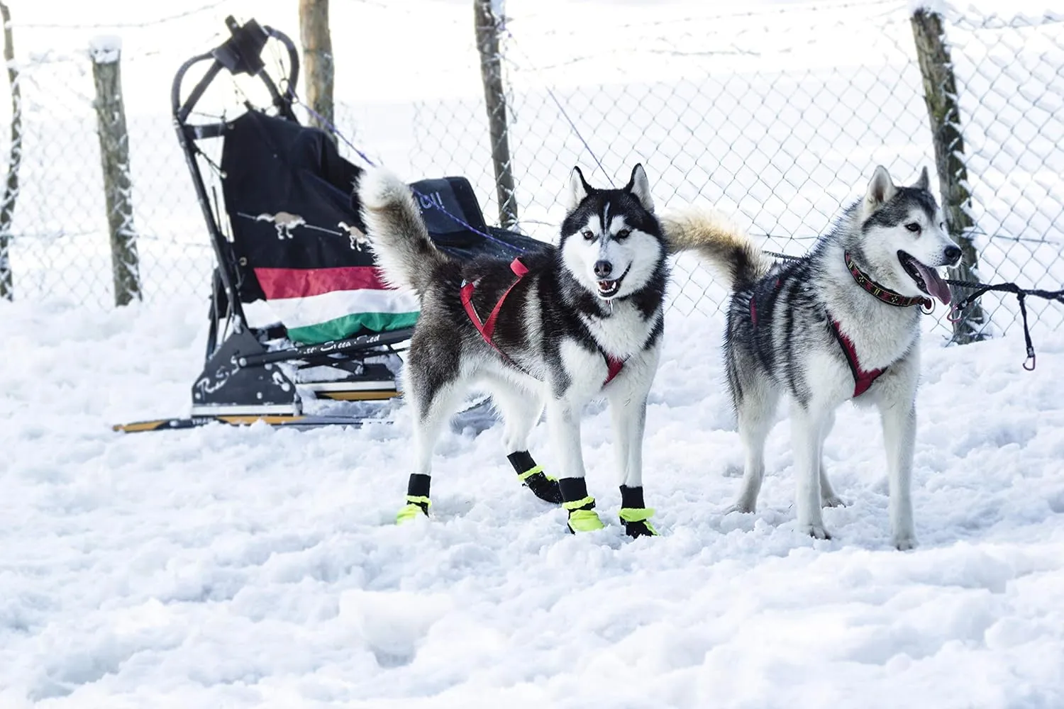 Neewa Snow Dog Boots (X-Large, Yellow)